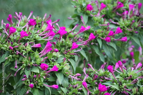 pink flowers in the garden