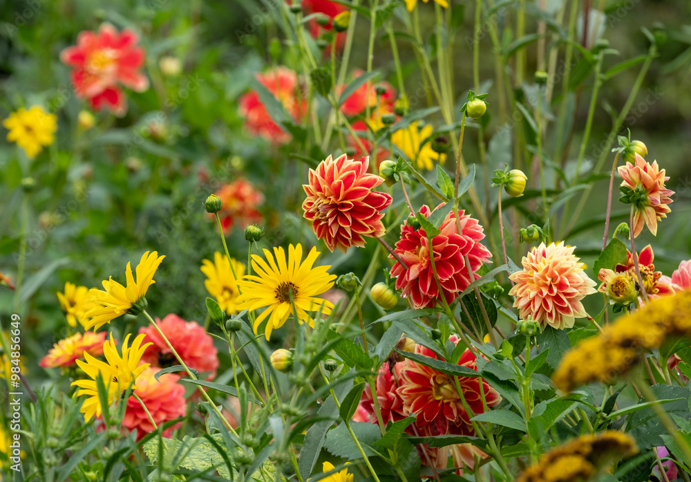 Colourful flowers in the garden at the impressionist painter, Claude Monet's house in Giverny, Normandy, France.
Colourful flowers in the garden at the impressionist painter, Claude Monet's house in Giverny, Normandy, France.