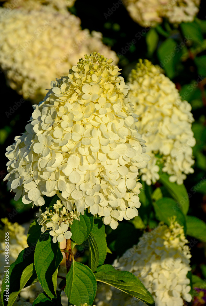 kwitnąca hortensja bukietowa, białe kwiaty, hydrangea paniculata or panicled hydrangea, krzew ozodbny, White flowers of hydrangea paniculata in garden, hortensja