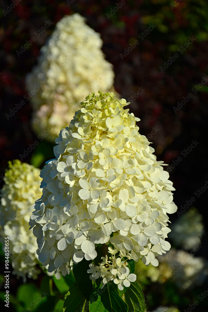 kwitnąca hortensja bukietowa, białe kwiaty, hydrangea paniculata or panicled hydrangea, krzew ozodbny, White flowers of hydrangea paniculata in garden, hortensja