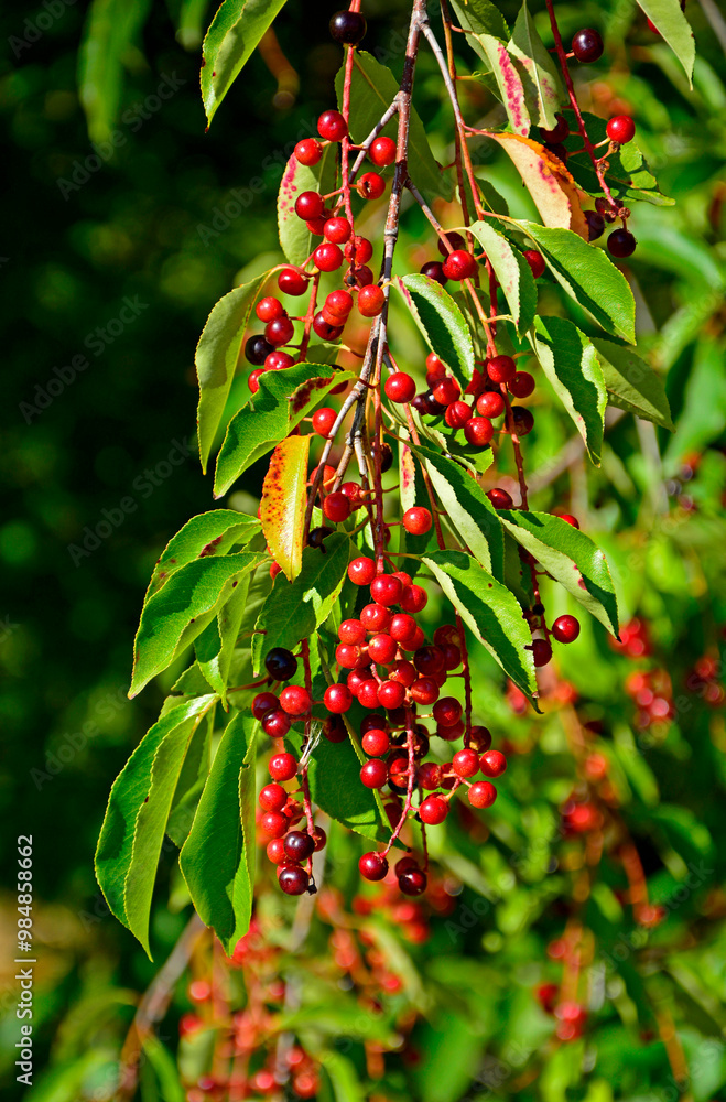 Czeremcha amerykańska, czeremcha późna, czerwone owoce czeremchy wiszące na gałęzi, niedojrzałe owoce czeremchy, Prunus serotina, black cherry, wild black cherry, rum cherry, mountain black cherry