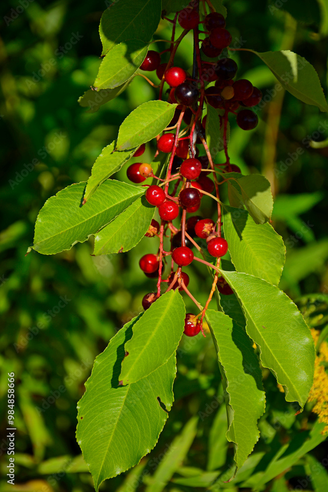 Czeremcha amerykańska, czeremcha późna, czerwone owoce czeremchy wiszące na gałęzi, niedojrzałe owoce czeremchy, Prunus serotina, black cherry, wild black cherry, rum cherry, mountain black cherry
