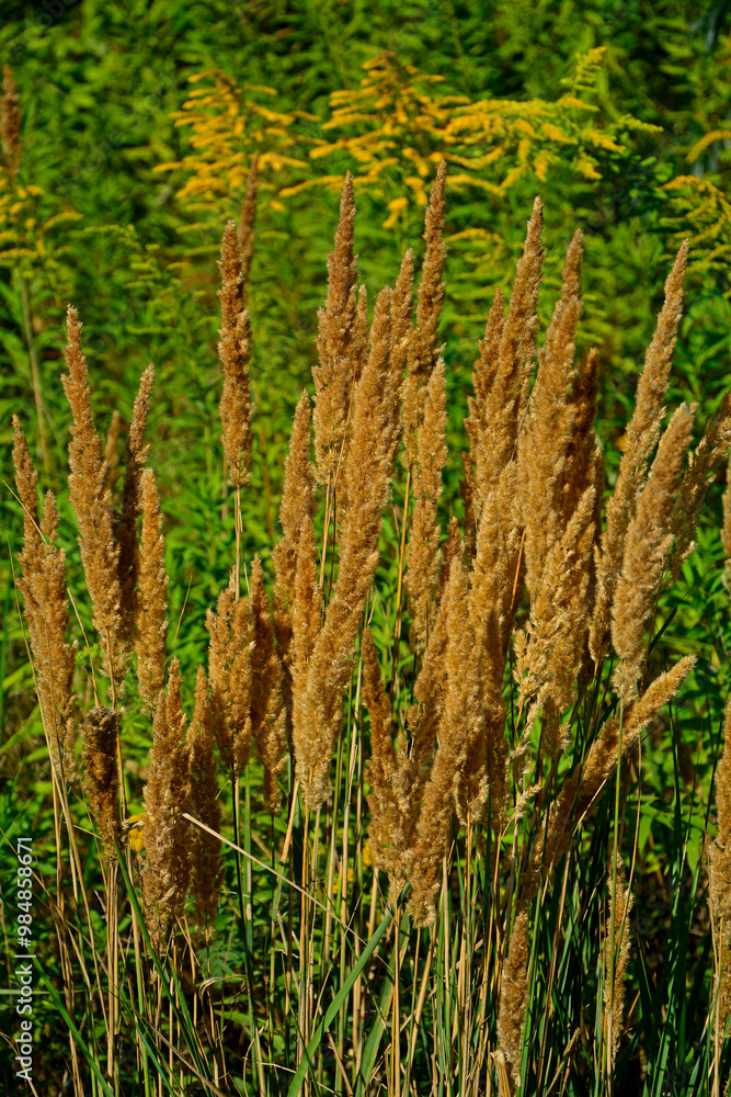 kwitnące trawy w słońcu, trzcinnik piaskowy, trawa rozłogowa, Calamagrostis epigejos, Calamagrostis epigejos grows in the wild, wood small-reed, bushgrass, wild grass with long creeping rhizome