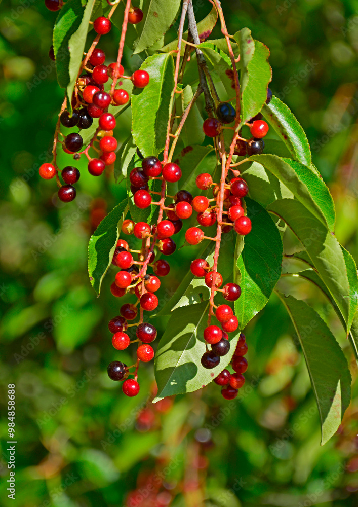 Czeremcha amerykańska, czeremcha późna, czerwone owoce czeremchy wiszące na gałęzi, niedojrzałe owoce czeremchy, Prunus serotina, black cherry, wild black cherry, rum cherry, mountain black cherry