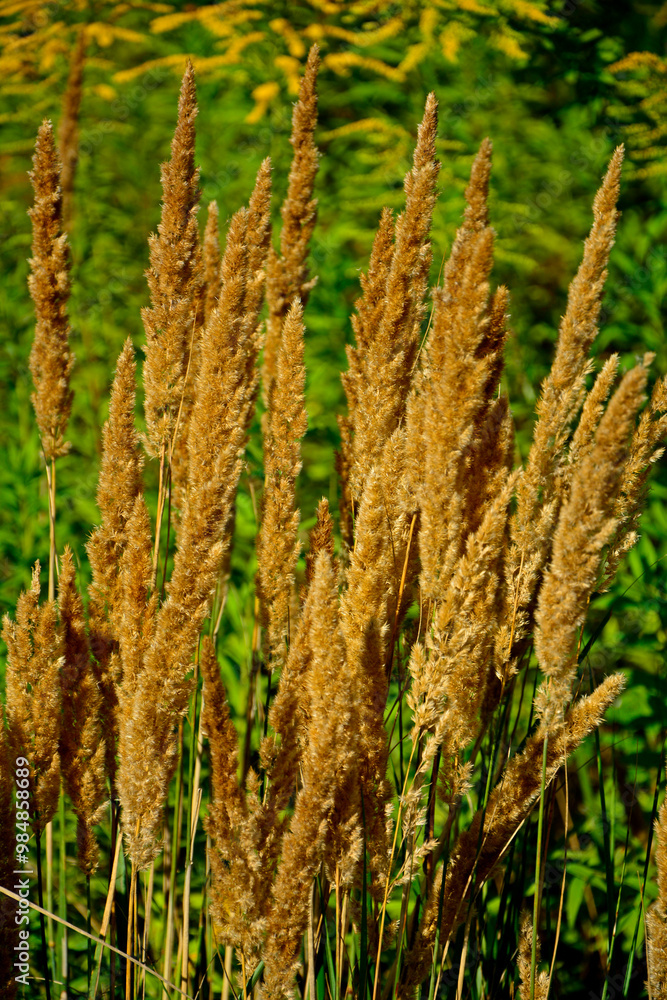 kwitnące trawy w słońcu, trzcinnik piaskowy, trawa rozłogowa, Calamagrostis epigejos, Calamagrostis epigejos grows in the wild, wood small-reed, bushgrass, wild grass with long creeping rhizome