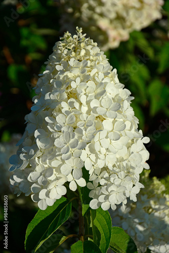 Obraz na płótnie kwitnąca hortensja bukietowa, białe kwiaty, hydrangea paniculata or panicled hydrangea, krzew ozodbny, White flowers of hydrangea paniculata in garden, hortensja