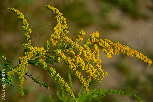 Obraz na płótnie Nawłoć kanadyjska, Solidago canadensis, Canada goldenrod, Canadian goldenrod, Solidago canadensis yellow flowers w salonie
