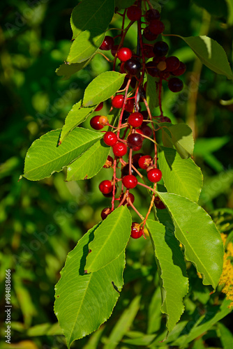 Obraz na płótnie Czeremcha amerykańska, czeremcha późna, czerwone owoce czeremchy wiszące na gałęzi, niedojrzałe owoce czeremchy, Prunus serotina, black cherry, wild black cherry, rum cherry, mountain black cherry w salonie