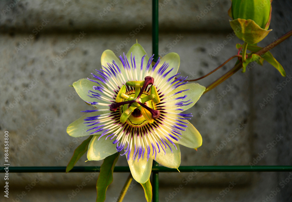 Męczennica błękitna, Passiflora caerulea, blue passionflower, bluecrown passionflower, common passion flower, blue passionflower close up