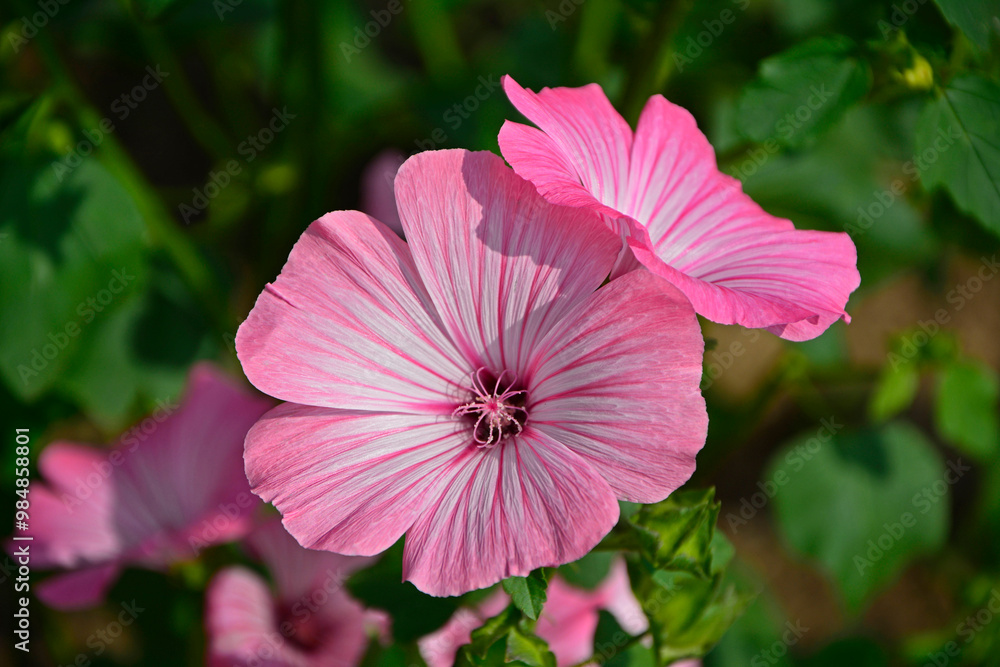 Ślazówka letnia, rózowe kwiaty ślazówk, ślazówka ogrodowa, ślazówka jednoroczna, Lavatera trimestris, pink flowers of annual mallow