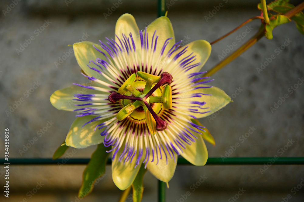 Męczennica błękitna, Passiflora caerulea, blue passionflower, bluecrown passionflower, common passion flower, blue passionflower close up