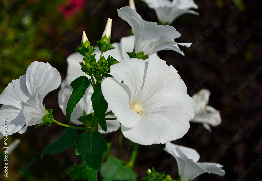 Ślazówka letnia, białe kwiaty ślazówk, ślazówka ogrodowa, ślazówka jednoroczna, Lavatera trimestris, white flowers of annual mallow