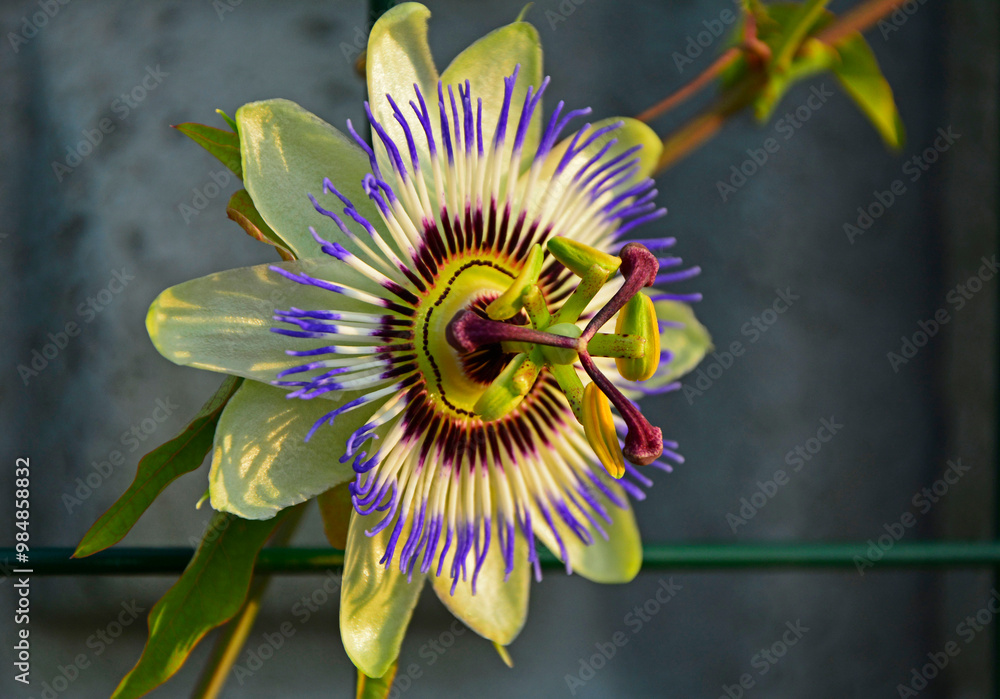 Męczennica błękitna, Passiflora caerulea, blue passionflower, bluecrown passionflower, common passion flower, blue passionflower close up