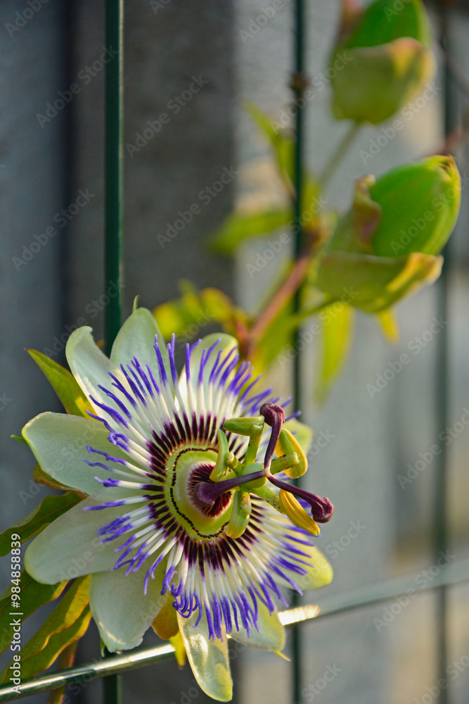Męczennica błękitna, Passiflora caerulea, blue passionflower, bluecrown passionflower, common passion flower, blue passionflower close up
