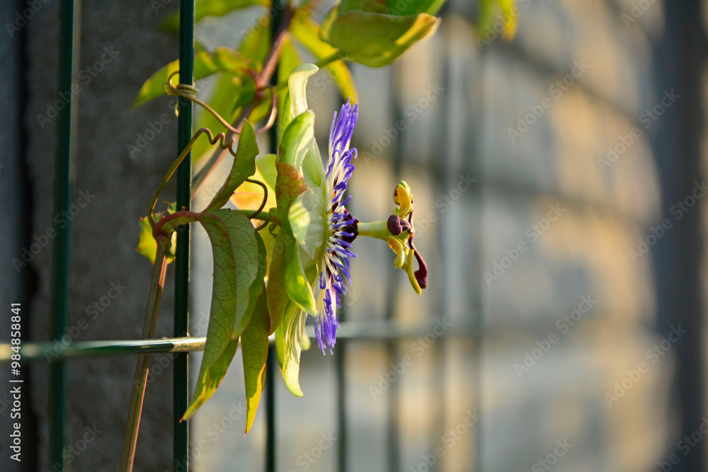 Męczennica błękitna, Passiflora caerulea, blue passionflower, bluecrown passionflower, common passion flower, blue passionflower close up