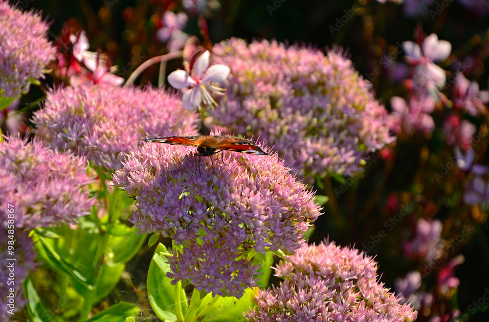 Motyl na kwiatach rozchodnika, Rusałka pawik (Aglais io) na rozchodniku, rozchodnik okazały, rozchodnikowiec, Hylotelephium spectabile syn. Sedum spectabile, showy stonecrop, butterfly stonecrop