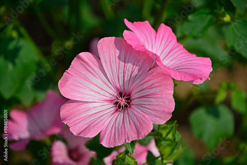 Ślazówka letnia, rózowe kwiaty ślazówk, ślazówka ogrodowa, ślazówka jednoroczna, Lavatera trimestris, pink flowers of annual mallow  photo