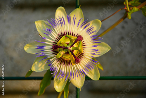 Obraz na płótnie Męczennica błękitna, Passiflora caerulea, blue passionflower, bluecrown passionflower, common passion flower, blue passionflower close up w salonie
