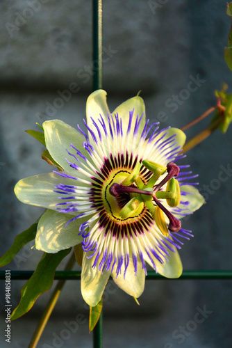 Męczennica błękitna, Passiflora caerulea, blue passionflower, bluecrown passionflower, common passion flower, blue passionflower close up