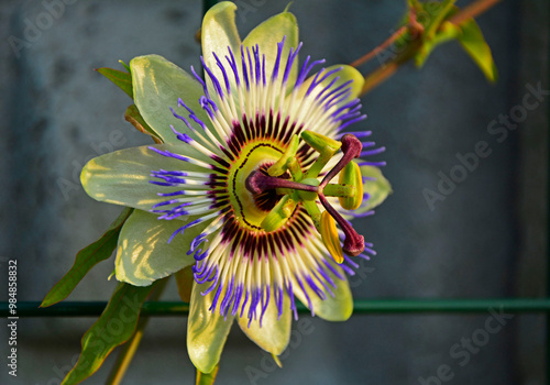 Obraz na płótnie Męczennica błękitna, Passiflora caerulea, blue passionflower, bluecrown passionflower, common passion flower, blue passionflower close up w salonie