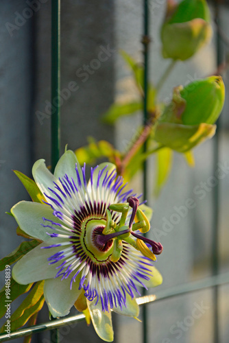 Obraz na płótnie Męczennica błękitna, Passiflora caerulea, blue passionflower, bluecrown passionflower, common passion flower, blue passionflower close up w salonie