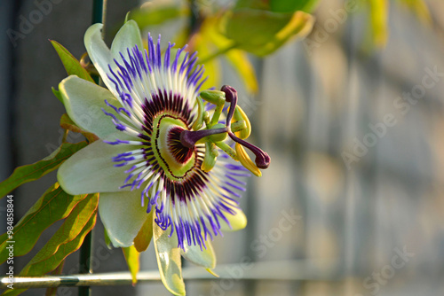Obraz na płótnie Męczennica błękitna, Passiflora caerulea, blue passionflower, bluecrown passionflower, common passion flower, blue passionflower close up w salonie
