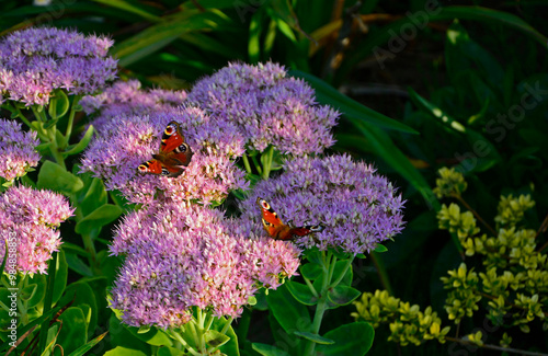 Motyl na kwiatach rozchodnika, Rusałka pawik (Aglais io) na rozchodniku, rozchodnik okazały, rozchodnikowiec, Hylotelephium spectabile syn. Sedum spectabile, showy stonecrop, butterfly stonecrop photo