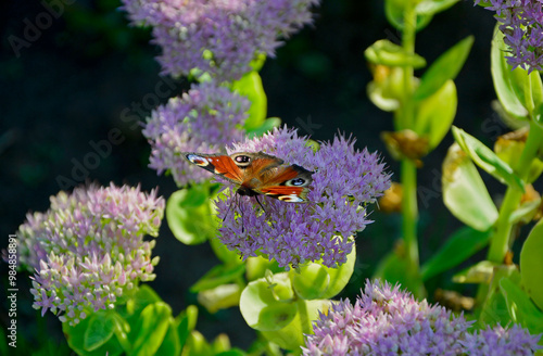 Motyl na kwiatach rozchodnika, Rusałka pawik (Aglais io) na rozchodniku, rozchodnik okazały, rozchodnikowiec, Hylotelephium spectabile syn. Sedum spectabile, showy stonecrop, butterfly stonecrop photo