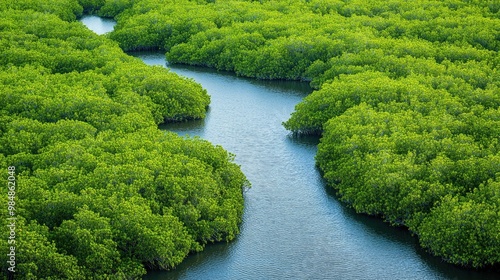 A panoramic view of a mangrove forest with a network of waterways and dense green vegetation, capturing the unique ecosystem and natural beauty