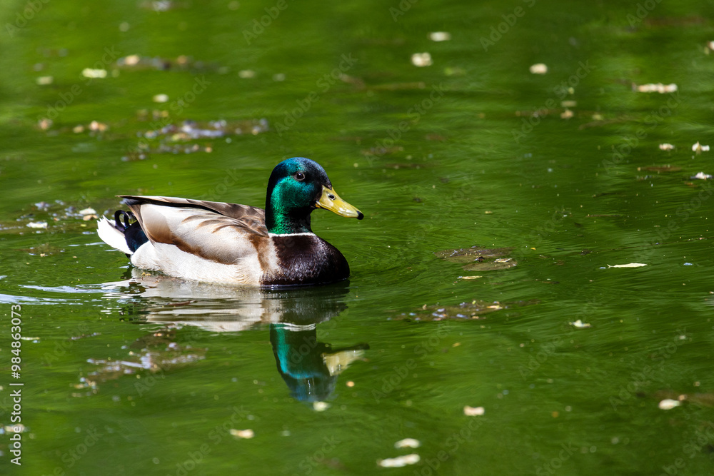 Ducks sleep, clean their feathers, eat algae. Ducks are beautifully reflected in water. A family of ducks, geese swims in a water channel, river, lake. Ducks sleep, clean their feathers, eat algae. Ducks are beautifully reflected in water. A family of ducks, geese swims in a water channel, river, lake.