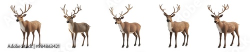 Collection of Brown Reindeer Isolated On White Background. Generative ai