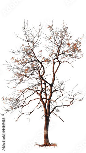 Wallpaper Mural A single bare tree with a white background, showcasing its intricate branch structure and lack of leaves. Torontodigital.ca