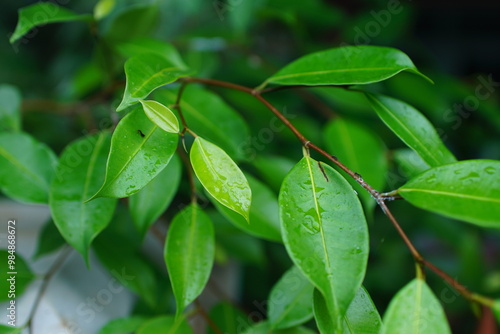 Wallpaper Mural Green leaves with raindrops on them, close-up photography Torontodigital.ca