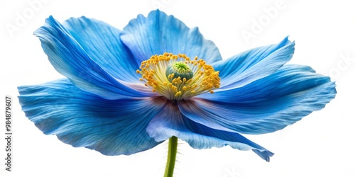 Close-Up Blue Poppy Flower ...