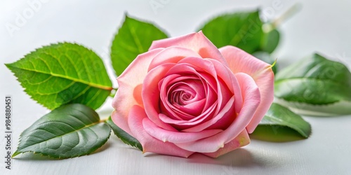 Delicate Pink Rose with Gre...