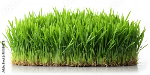 Fresh Green Grass Blades on...