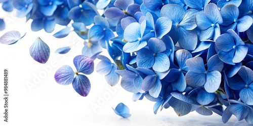 Hydrangea Bloom, Delicate B...