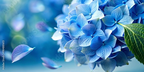 Hydrangea Bloom in Flight, ...