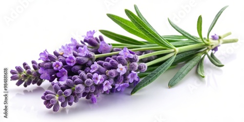 Lavender Bloom with Green S...