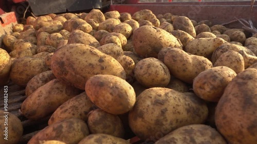 Kartoffelernte Sorte Venezia wird von Erntemaschine auf Anhänger verladen