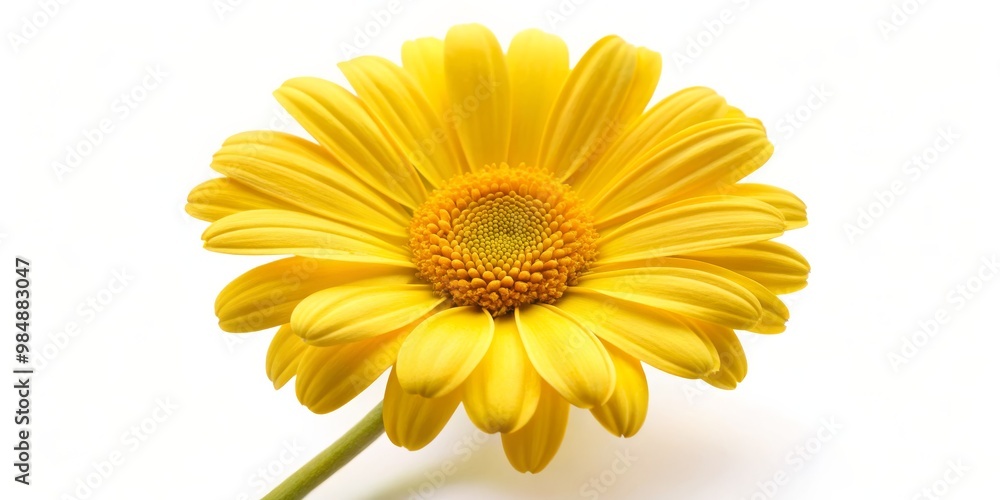 Single Yellow Daisy on White Background, flower , bloom , nature Single Yellow Daisy on White Background, flower , bloom , nature
