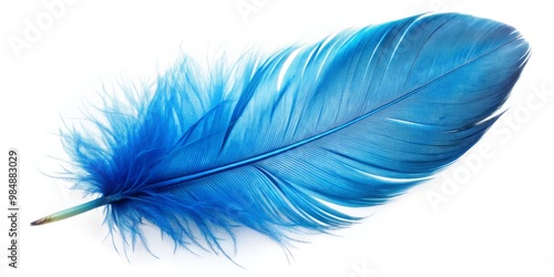 Single Blue Bird Feather, I...