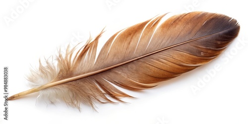 Single Brown Feather on Whi...