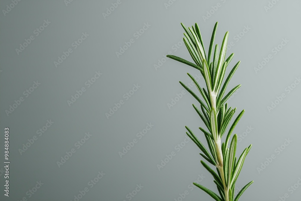 Fresh Rosemary Sprig on Grey Background: Aromatic Herb for Cooking and Wellness