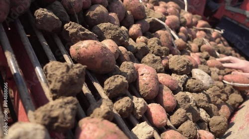 Rote Kartoffeln werden bei der Ernte Aussortiert photo