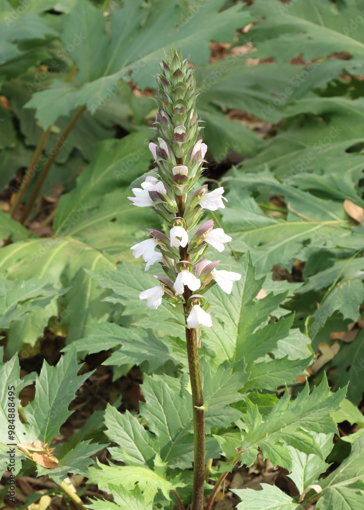 Acanthus mollis flower blooming in the garden Acanthus mollis flower blooming in the garden