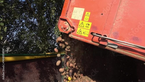 Rote Kartoffeln Laura laufen durch die Erntemaschine im Herbst photo