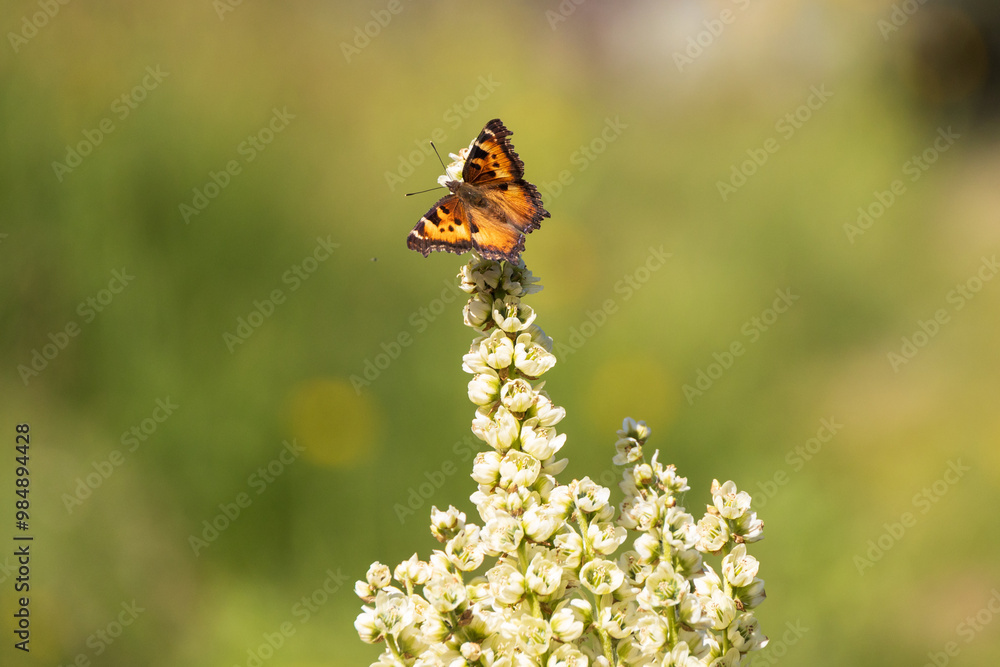 Obraz premium Butterfly on a flower