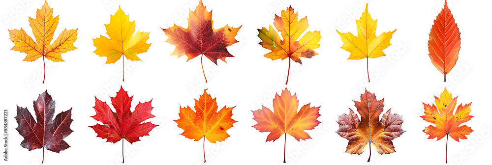 Collection set of yellow orange red maroon autumn fall maple leaf leaves on withe background cutout. Many different desig Collection set of yellow orange red maroon autumn fall maple leaf leaves on withe background cutout. Many different desig