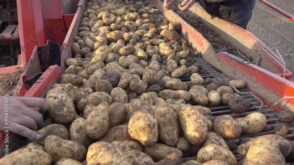 Kartoffeln werden Sortiert bei der Ernte auf einem Kartoffelroder Kartoffeln werden Sortiert bei der Ernte auf einem Kartoffelroder
